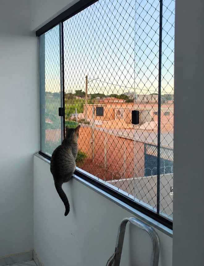 Gato sentado na janela protegida por tela